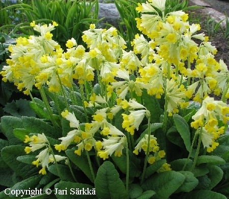  Primula veris macrocalyx